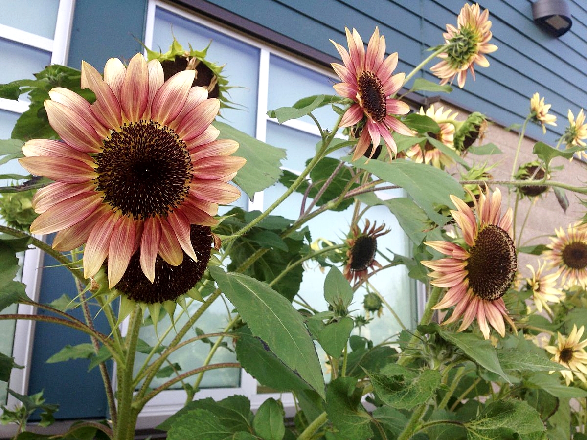 ทานตะวันสตรอเบอรี่บลอนด์ F1 - Strawberry Blond Sunflower F1 10 เมล็ด