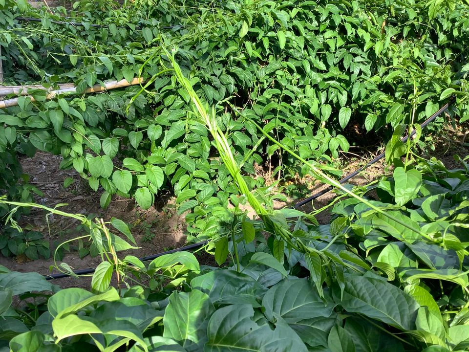 เชียงดาแคปซูล 120 เม็ด ผักเชียงดาออร์แกนิค 100% รับรองมาตรฐาน NFI ขนาด 500mg แคปซูลพืชธรรมชาติ ปลอดสารเคมี ไม่ผสมสมุนไพรอื่น เฉพาะผักเชียงดาแท้จากเชียงใหม่ ช่วยควบคุมเบาหวาน ลดความดัน ลดไขมัน พร้อมดีท็อกซ์ร่างกาย