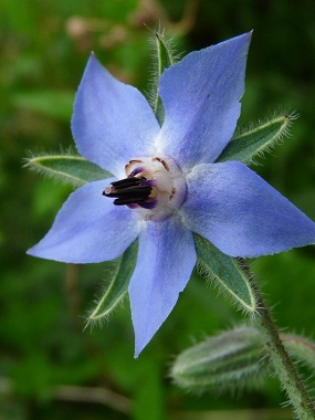 โบราจ - Borage (ดอก ใบ ทานได้)