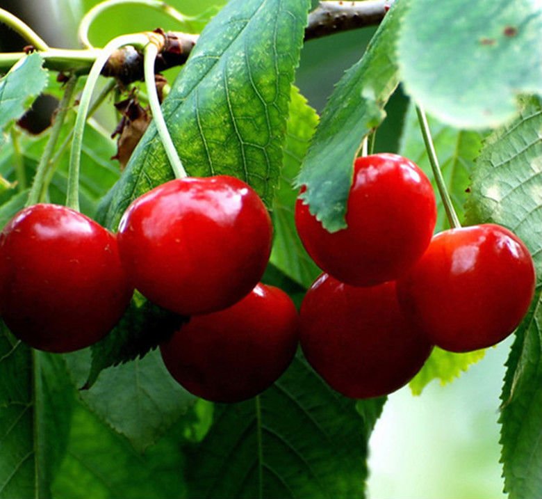เชอรี่แดง - Red Cherry