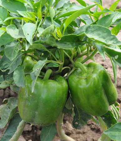 พริกหวานสีเขียว - Green California Wonder Pepper