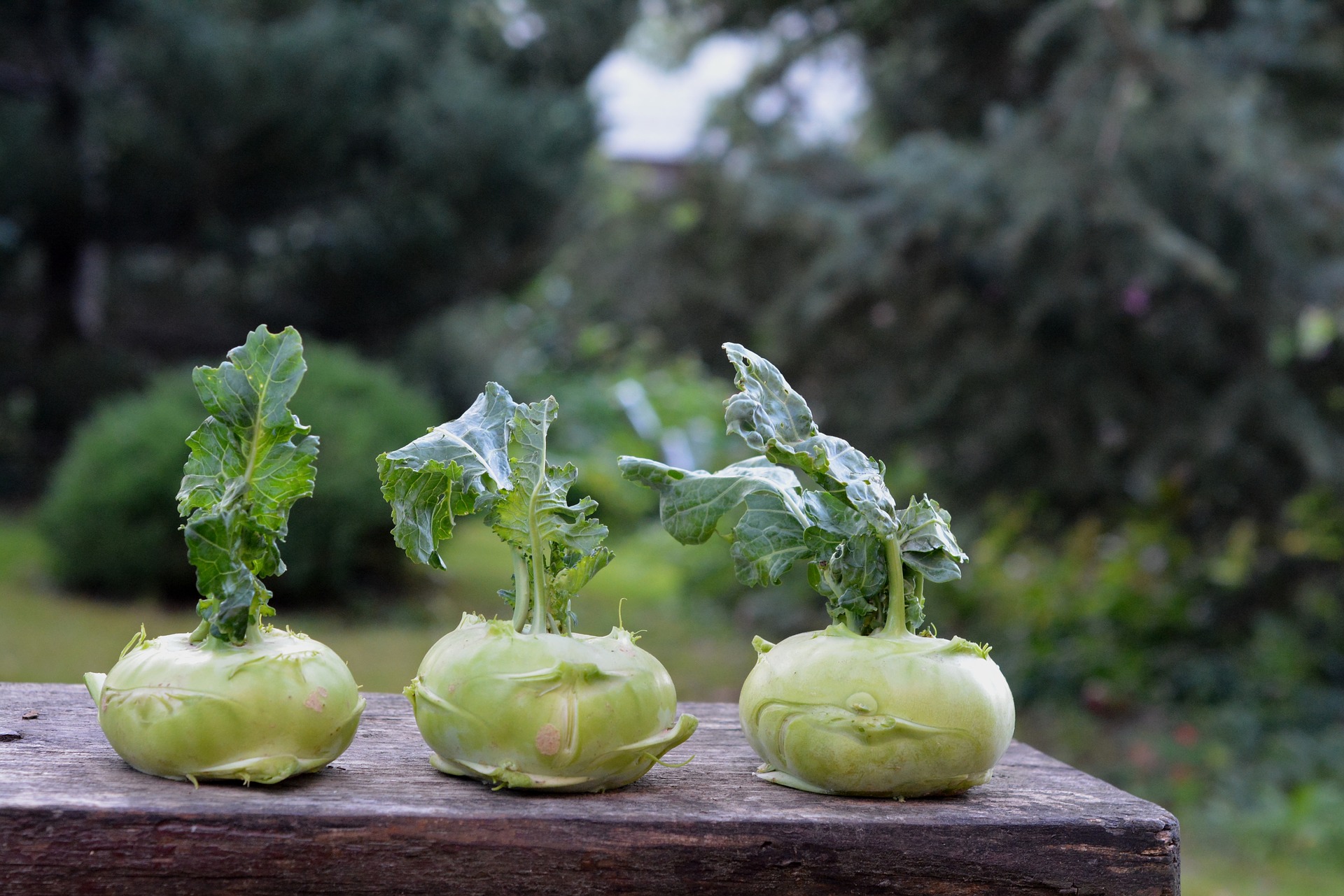 กะหล่ำปมสีเขียว - Kohlrabi