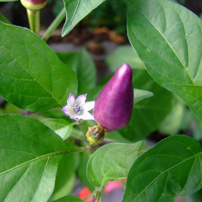 พริกประดับอเมทิสต์- Amethyst Pepper