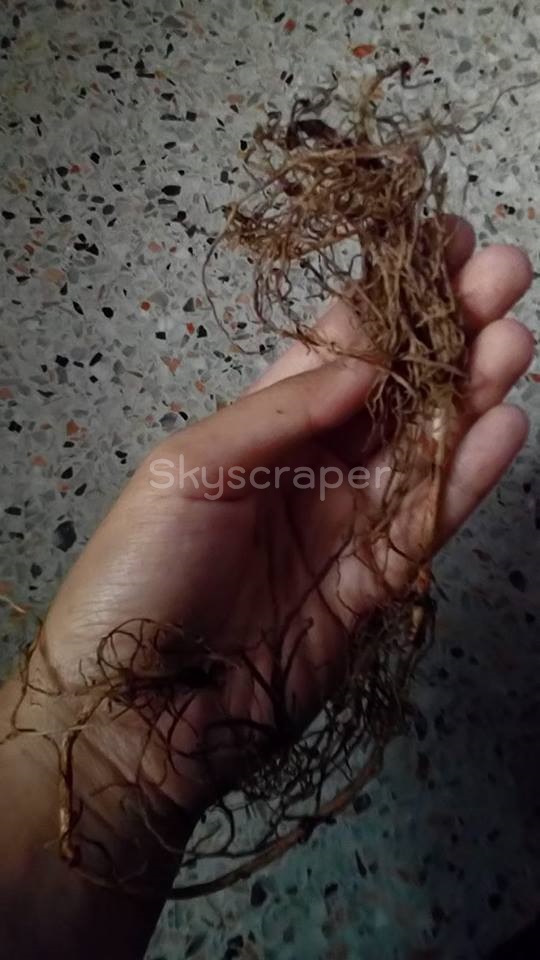 ลิลลี่หุบเขาสีขาว - White Lily of the Valley 2 ราก