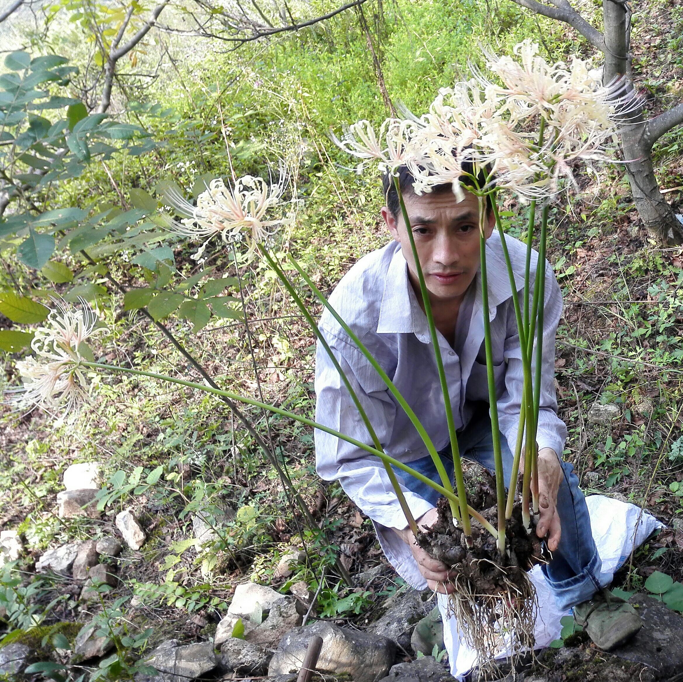 หัวลิลลี่แมงมุมสีขาว - White Straw Spider Lily (Lycoris Sp.) 1 หัว