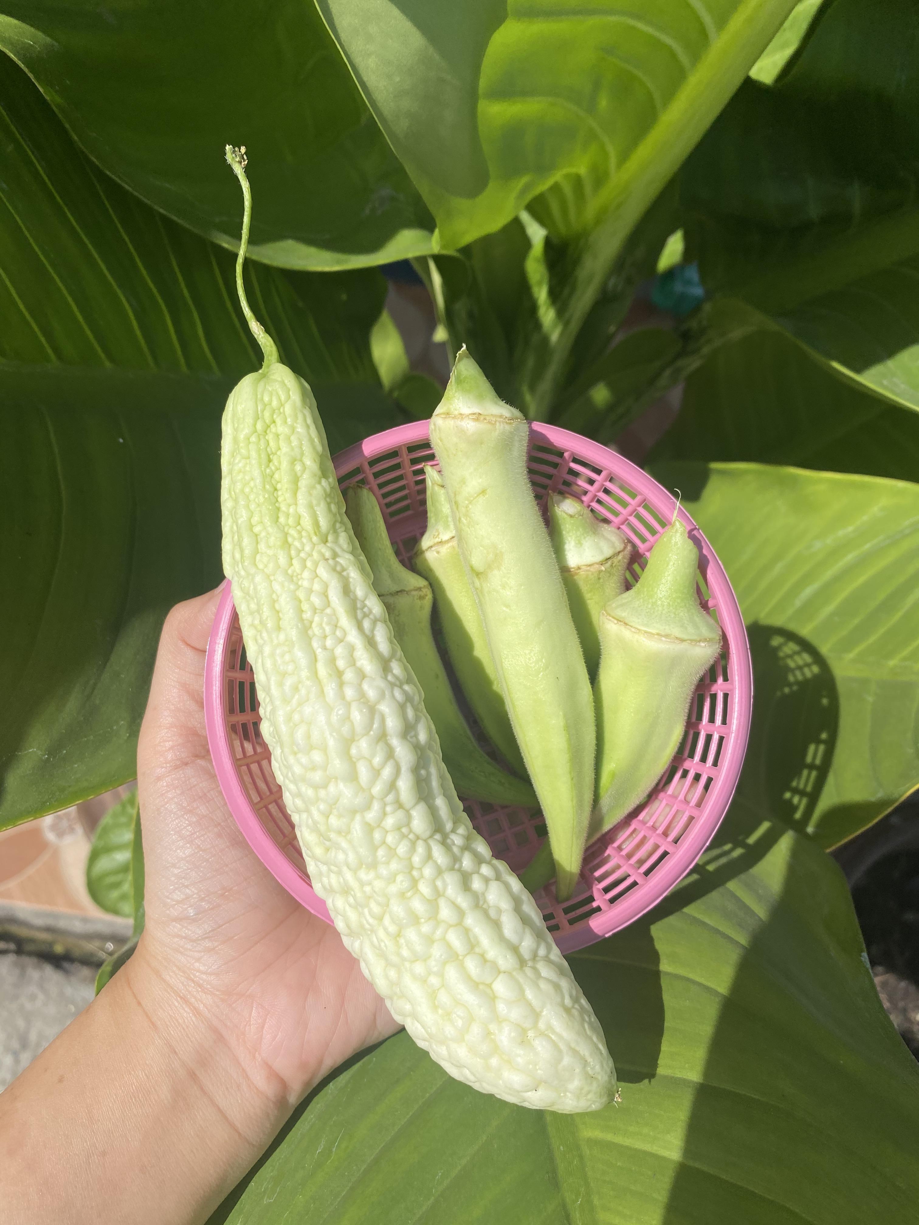 กระเจี๊ยบมอญสีขาว - Silver Queen Okra