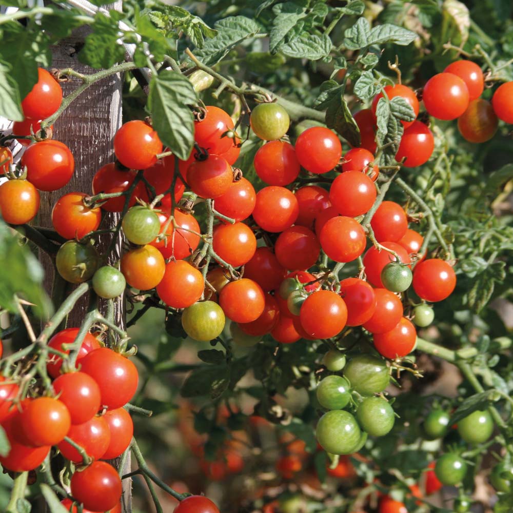 มะเขือเทศสวีทเบบี้- Sweet Baby Tomato