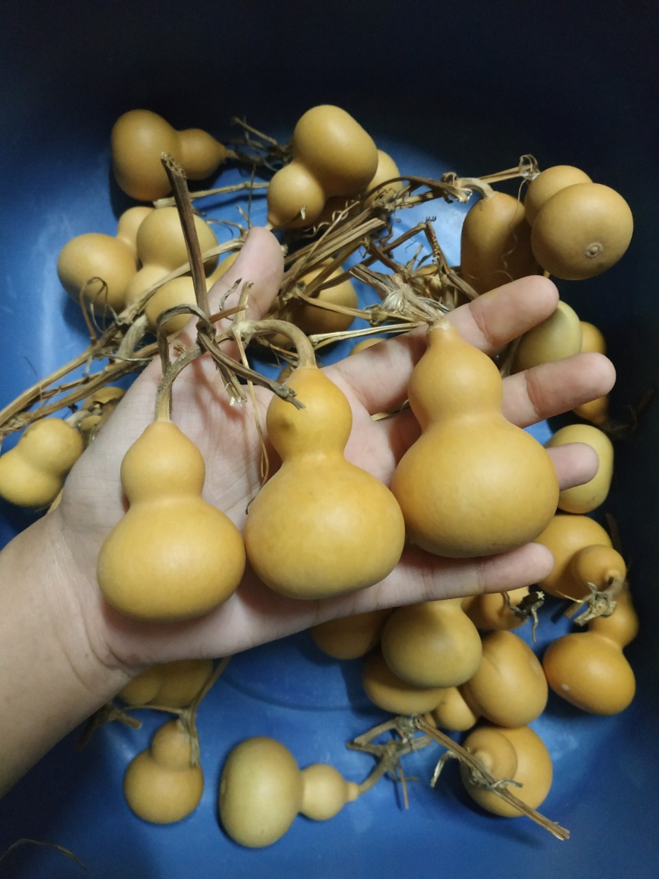 น้ำเต้าเซียนจิ๋ว - Dried Little Bottle Gourd 1 ผล (ขนาด 5-6 ซม.)