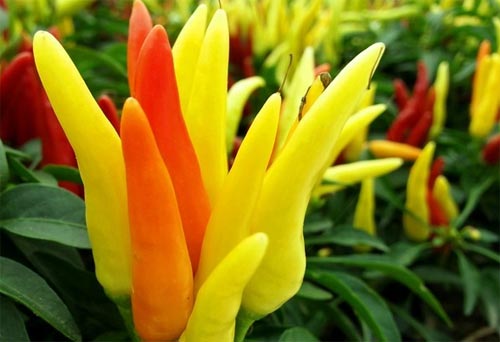 พริกหวานประดับจีน - Chinese Ornamental Sweet Pepper