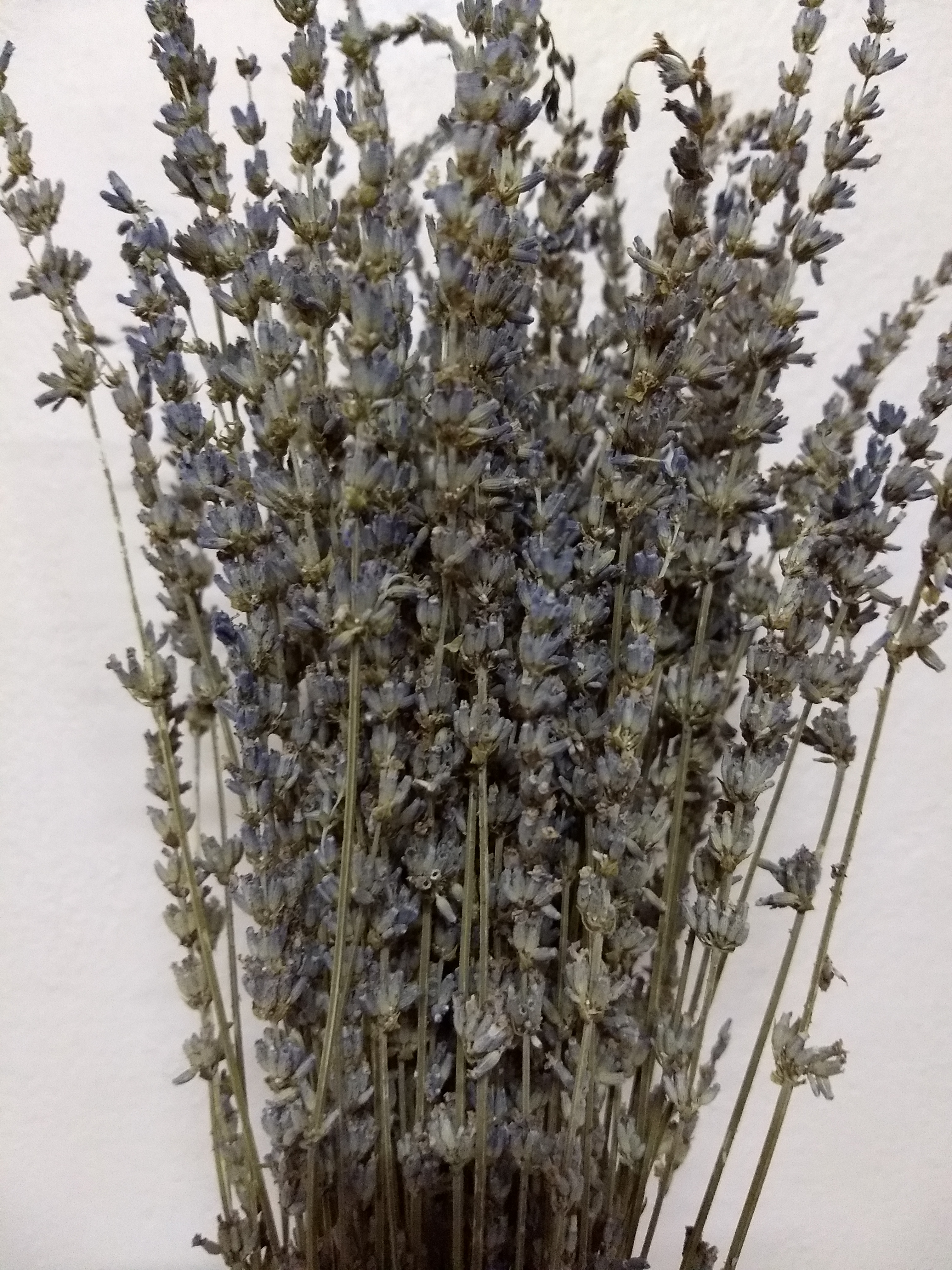 ช่อดอกลาเวนเดอร์ฝรั่งเศสแห้ง - Dried French Lavender 100 ก้าน