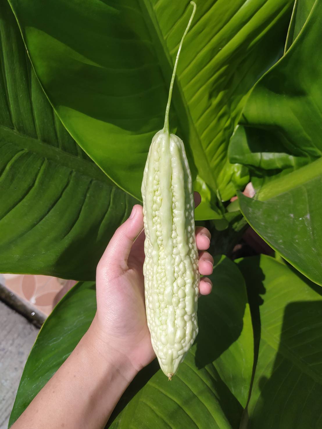 มะระสีขาว - White Bitter