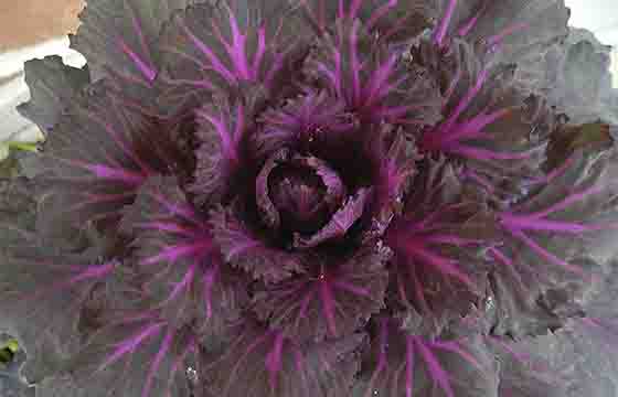 กะหล่ำประดับโอซาก้าสีแดง - Red Osaka Ornamental Cabbage 10 เมล็ด