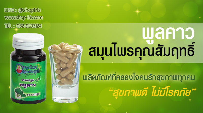 พลูคาว สมุนไพรคุณสัมฤทธิ์