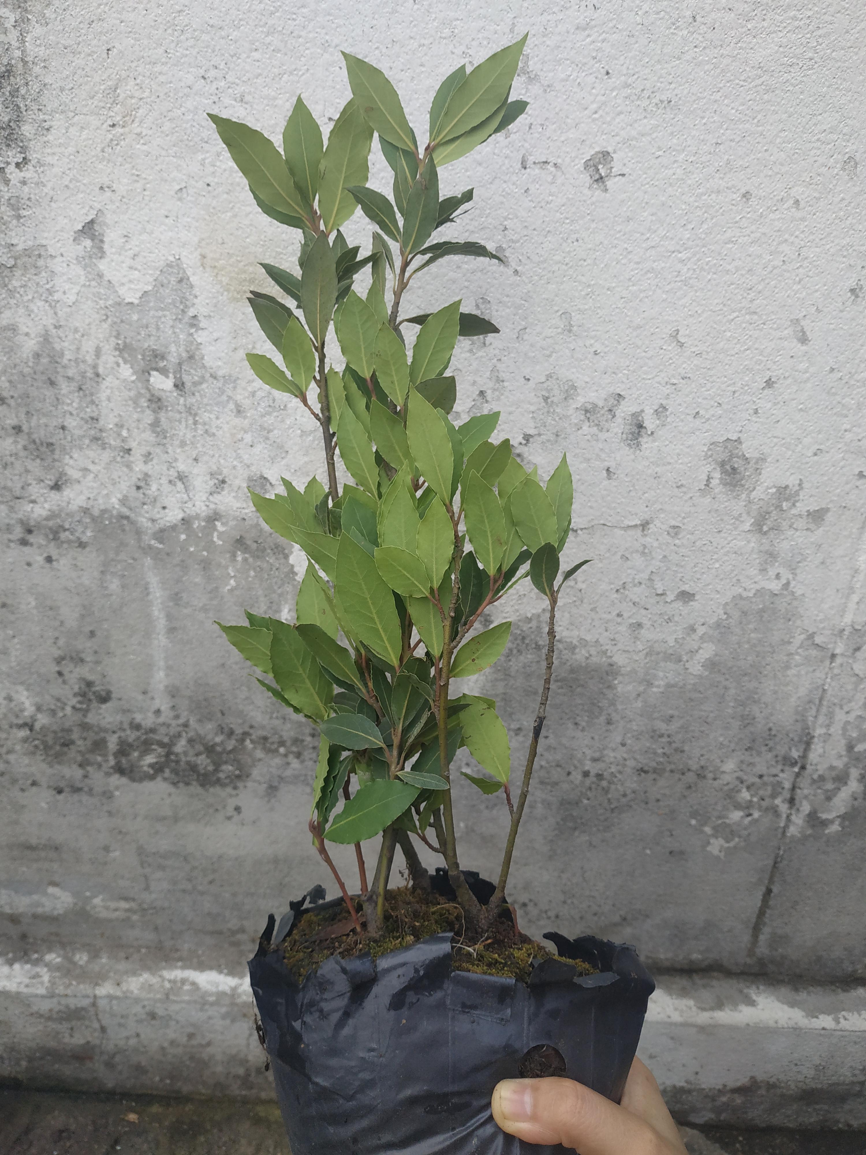 ต้นกระวาน - Bay leaf (Laurus nobilis)