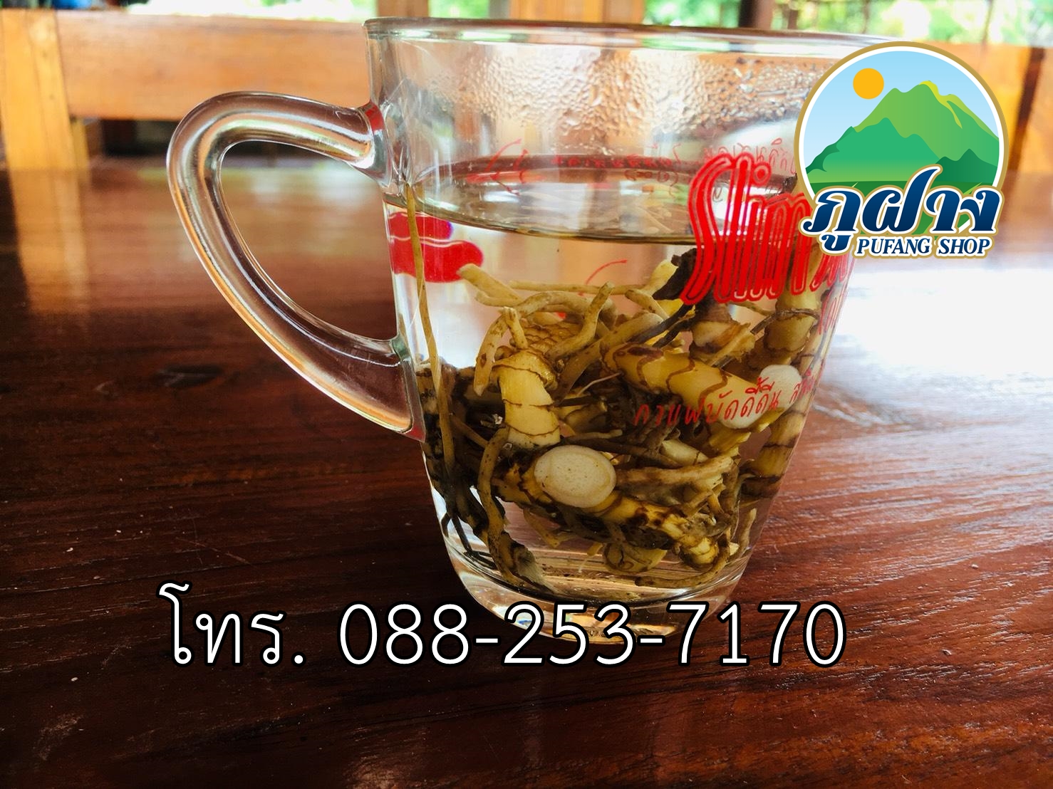 รากปู่เฒ่าทิ้งไม้เท้า **สินค้าหายาก** ปู่เฒ่าลืมไม้เท้า (บัวดอย) Aspidistra elatior น้ำหนัก 1 กิโลกรัม เป็นพืชสมุนไพรที่ค้นพบปี 2543 บนที่สูงตั้งแต่ ระดับน้ำทะเล 1,400-1,800 เมตร สรรพคุณแก้ปวดหลัง ปวดเอว ปวดตามส่วนต่างๆของร่างกายและใช้ในการบำรุงร่างกาย