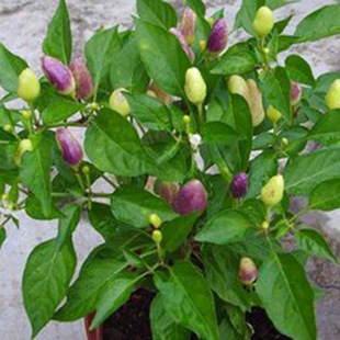 พริกประดับอเมทิสต์- Amethyst Pepper