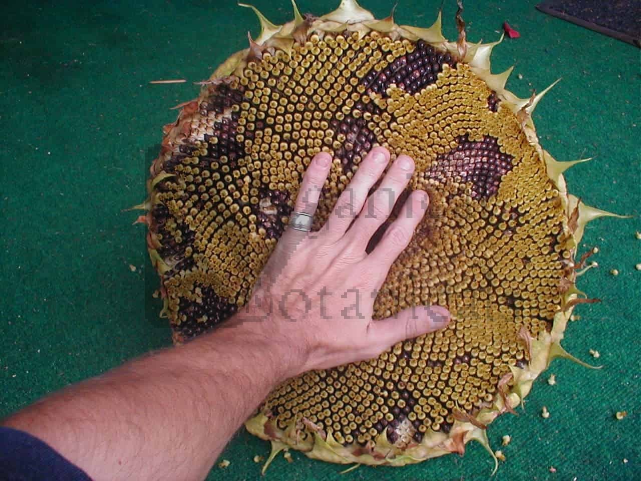 ทานตะวันเกรย์สตริป - Grey Strip Sunflower