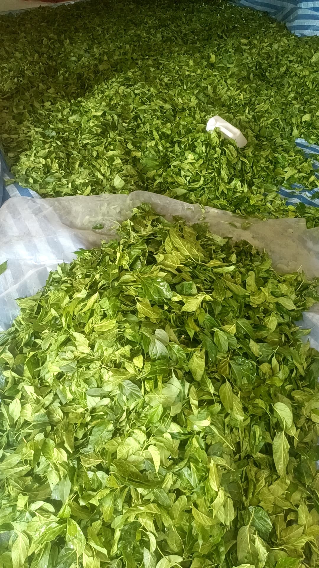 ผักเชียงดาปลอดสาร ขนาด 50 กรัม เชียงดาอบแห้ง ชาเชียงดา Gymnema inodorum ได้รับเครื่องหมาย ประทับตรา NFI ผักเชียงดาปลอดสาร ไม่ผสมสมุนไพรตัวอื่นๆ เหมาะสำหรับผู้ที่มีปัญหา เบาหวาน ความดันโลหิตสูง ไขมันพอกตับ ไขมันในเส้นเลือด ช่วยในเรื่องลดคลอเรสเตอรอล