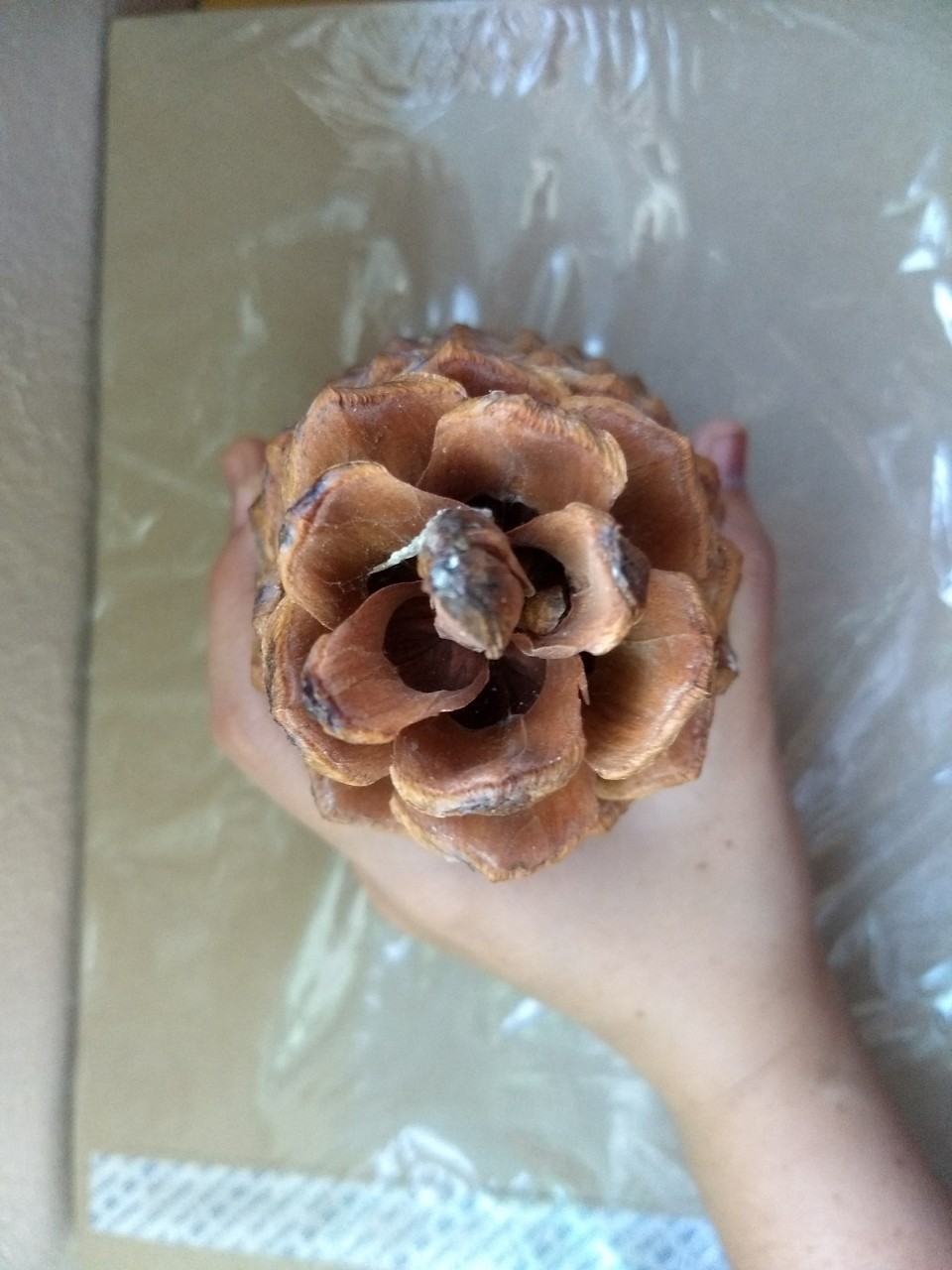 ลูกสนแห้งผลใหญ่ (นำเข้า) - Dried Giant Pine Cone 1 ลูก (ขนาดความสูง 12-16 ซม.)