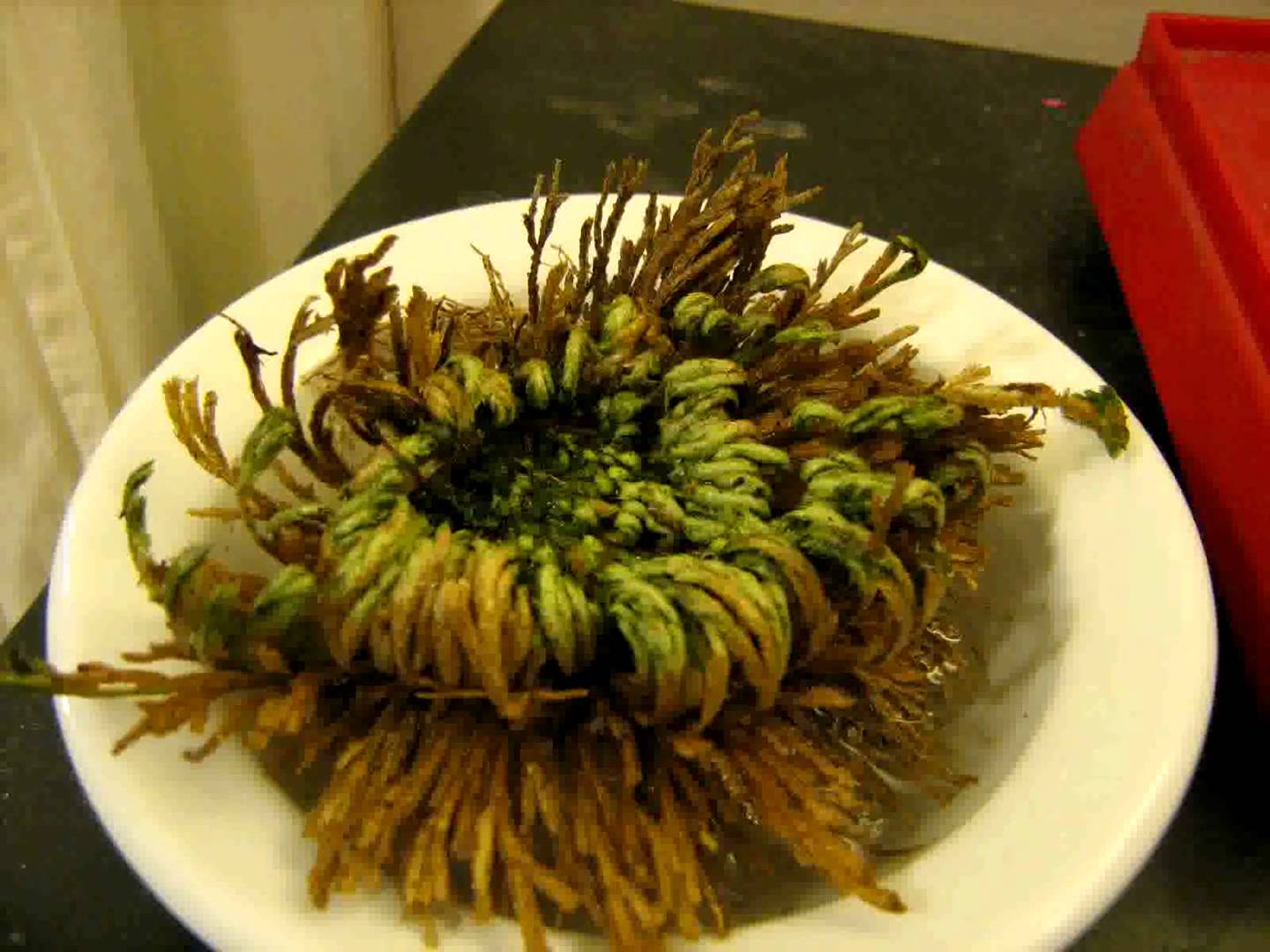 กุหลาบแวมไพร์ - Rose of Jericho (แบบลูกบอล)