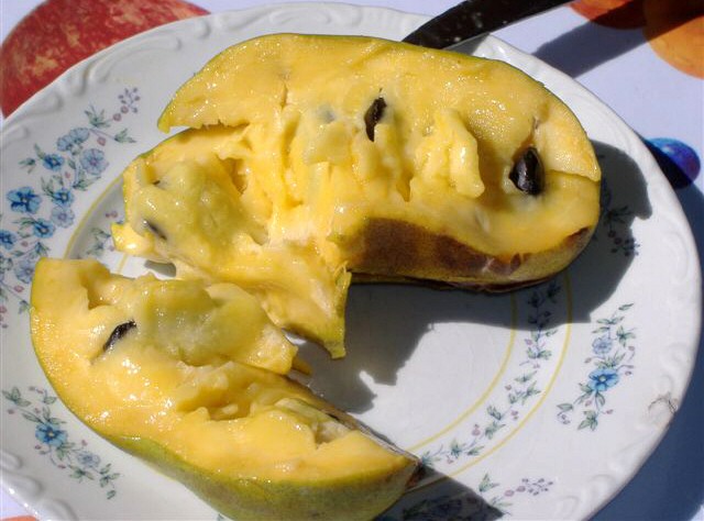 พาวพาว - Pawpaw (Asimina Triloba)