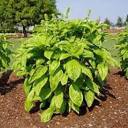 โหระพานูฟาร์ไฮบริด (ใบใหญ่) - Nufar Hybrid Basil