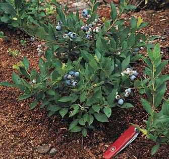 บลูเบอรี่พุ่มเตี้ย - Low Bush Blueberry