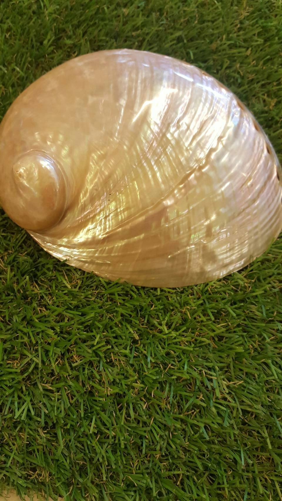 เปลือกหยเป๋าฮื้อมุกขาว