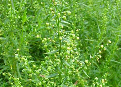 ทาร์รากอนรัสเซีย - Russian Tarragon