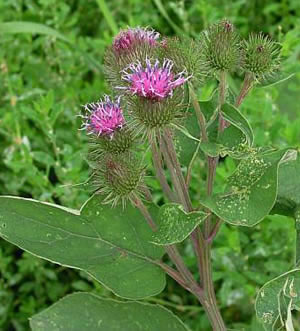 โกโบ - Gobo Root