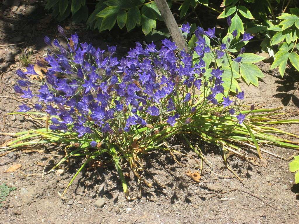 ลิลลี่ทริปเลต - Triplet Lily