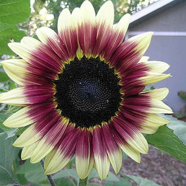 ทานตะวันสตรอเบอรี่บลอนด์ F1 - Strawberry Blond Sunflower F1 10 เมล็ด
