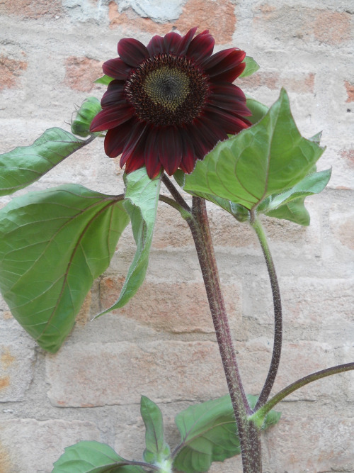 ทานตะวันแบล็กเมจิก F1 - Black Magic F1 Sunflower