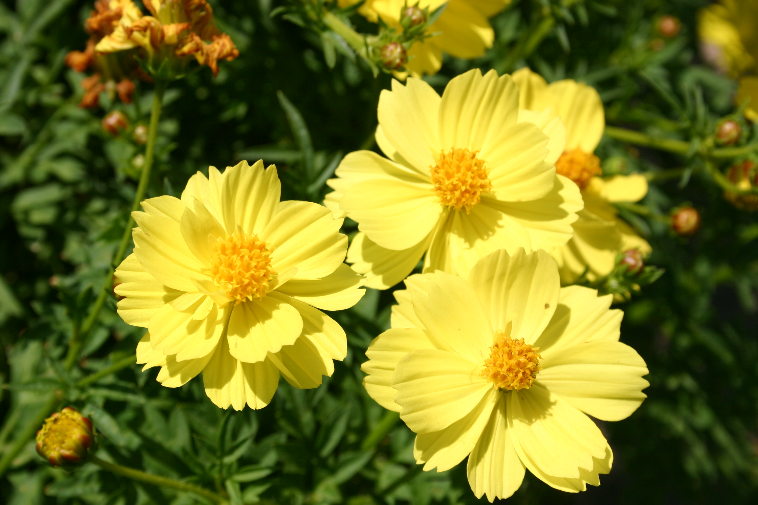 ดาวกระจายต้นเตี้ยสีเหลืองอ่อน - Dwarf Lemon Sulphur Cosmos