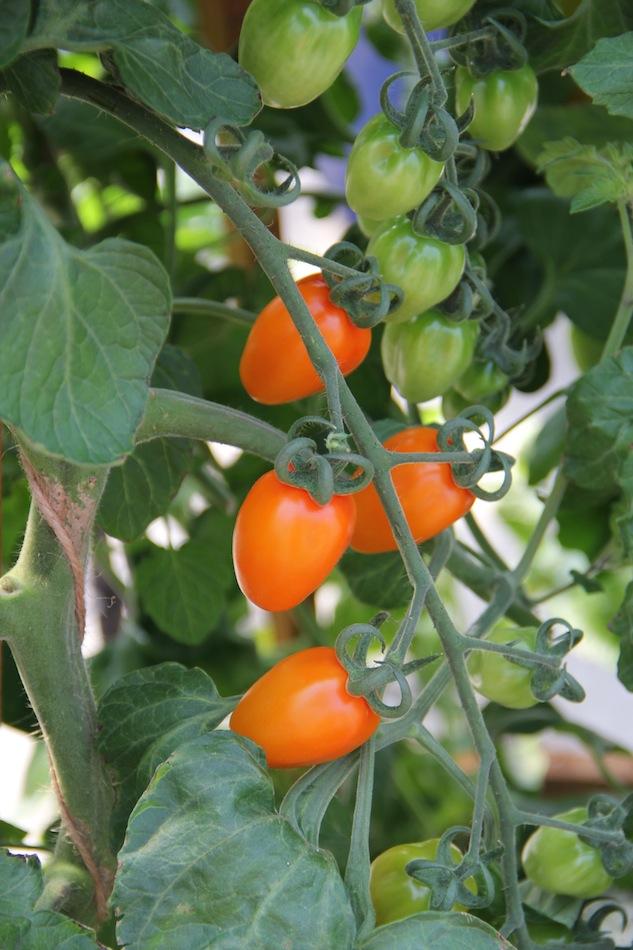 มะเขือเทศแอปริคอตดรีม F1 - Apricot Dream F1 Tomato (หวานมาก 11.5 Brix)