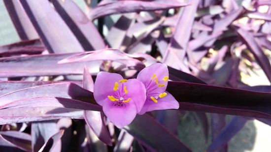กิ่งสดต้นหัวใจสีม่วง - Purple Heart (Setcreasea purpurea) 6 กิ่ง