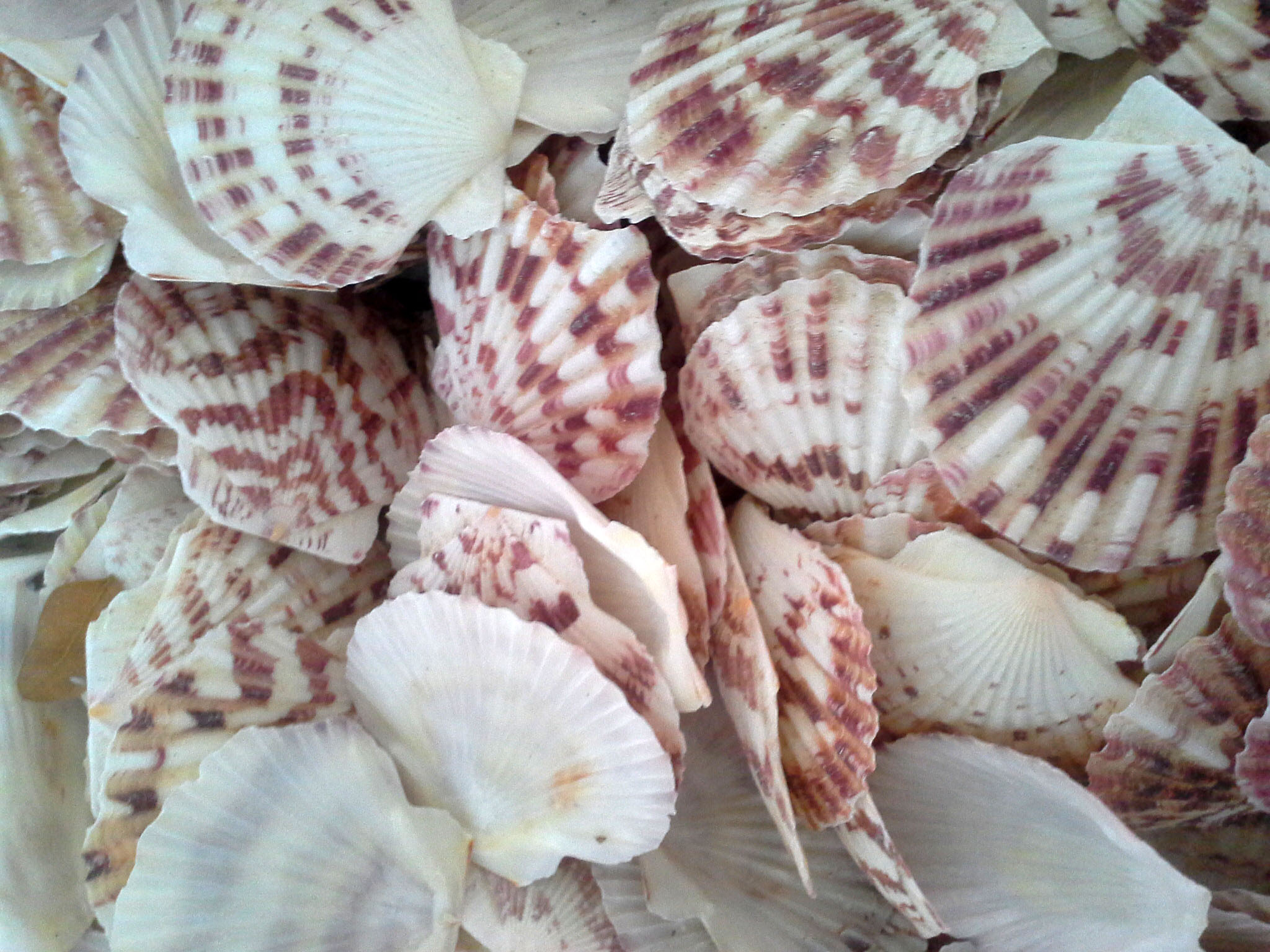 หอยเชลล์พัดชั่งกิโล