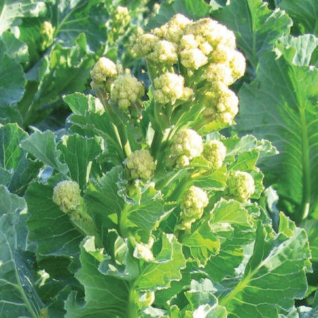 บรอกโคลี่ดอกสีขาว - White Sprouting Broccoli