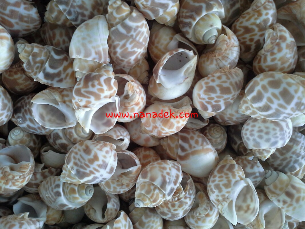 เปลือกหอยชั่งกิโลหอยตุ๊กแก