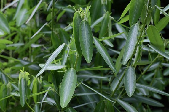 ช้อยนางรำ (ต้นไม้เต้นได้) - Telegraph plant (Codariocalyx motorius)