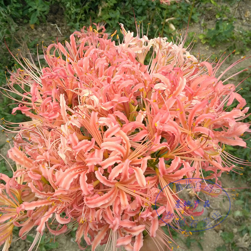 หัวลิลลี่แมงมุมสีชมพูกลีบหยิก - Pink Curling Spider Lily (Lycoris Sp.) 1 หัว