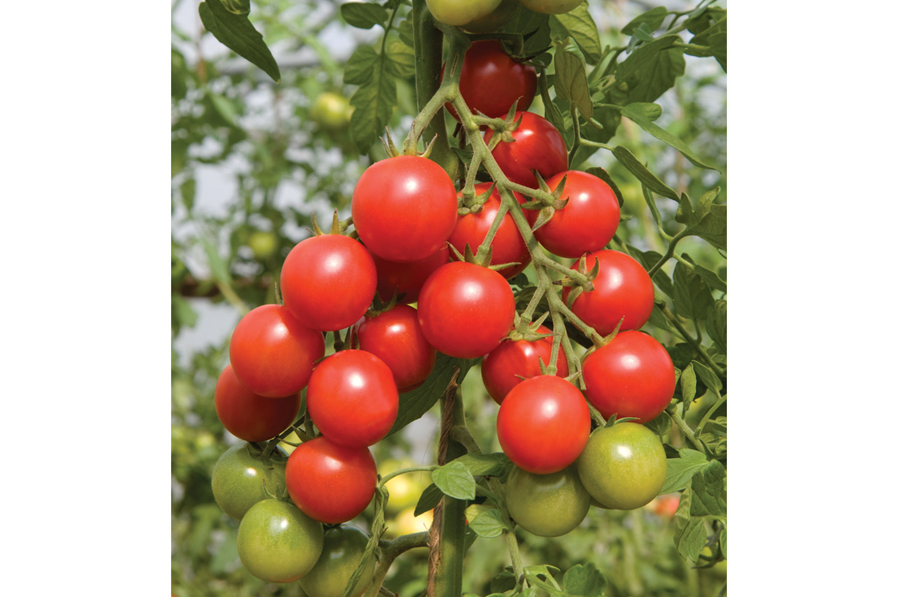 มะเขือเทศซากุระ F1 - Sakura Tomato F1 (หวาน 9-10 Brix)