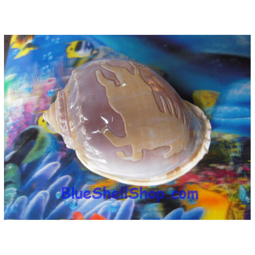 หอยต่ายเทาลายม้า