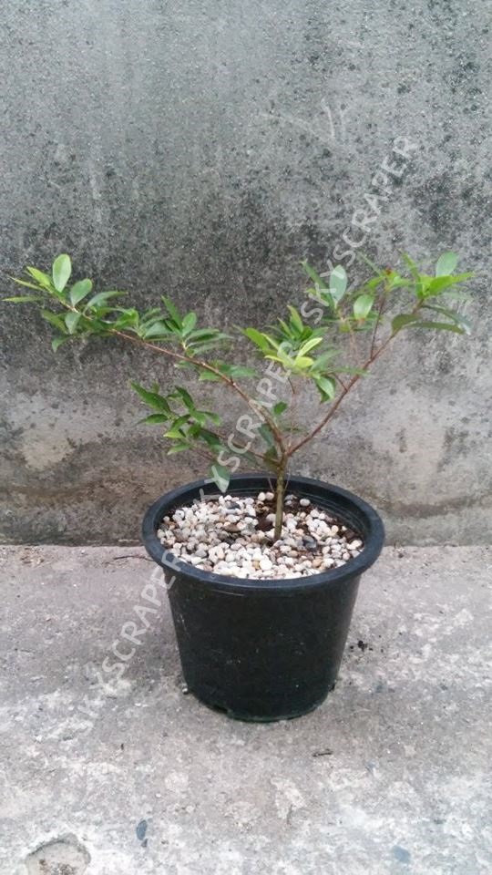 ต้นเชอร์รี่ริโอแกรนด์ - Cherry of Rio Grande (Eugenia involucrata)