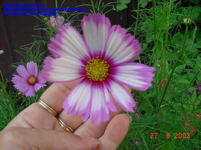 ดาวกระจายแคนดี้สตริป - Candy Stripe Cosmos