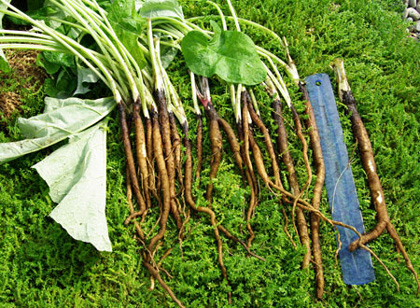 โกโบ - Gobo Root