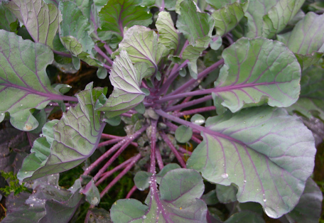 กะหล่ำดาวสีแดง - Red Bull Brussels Sprout