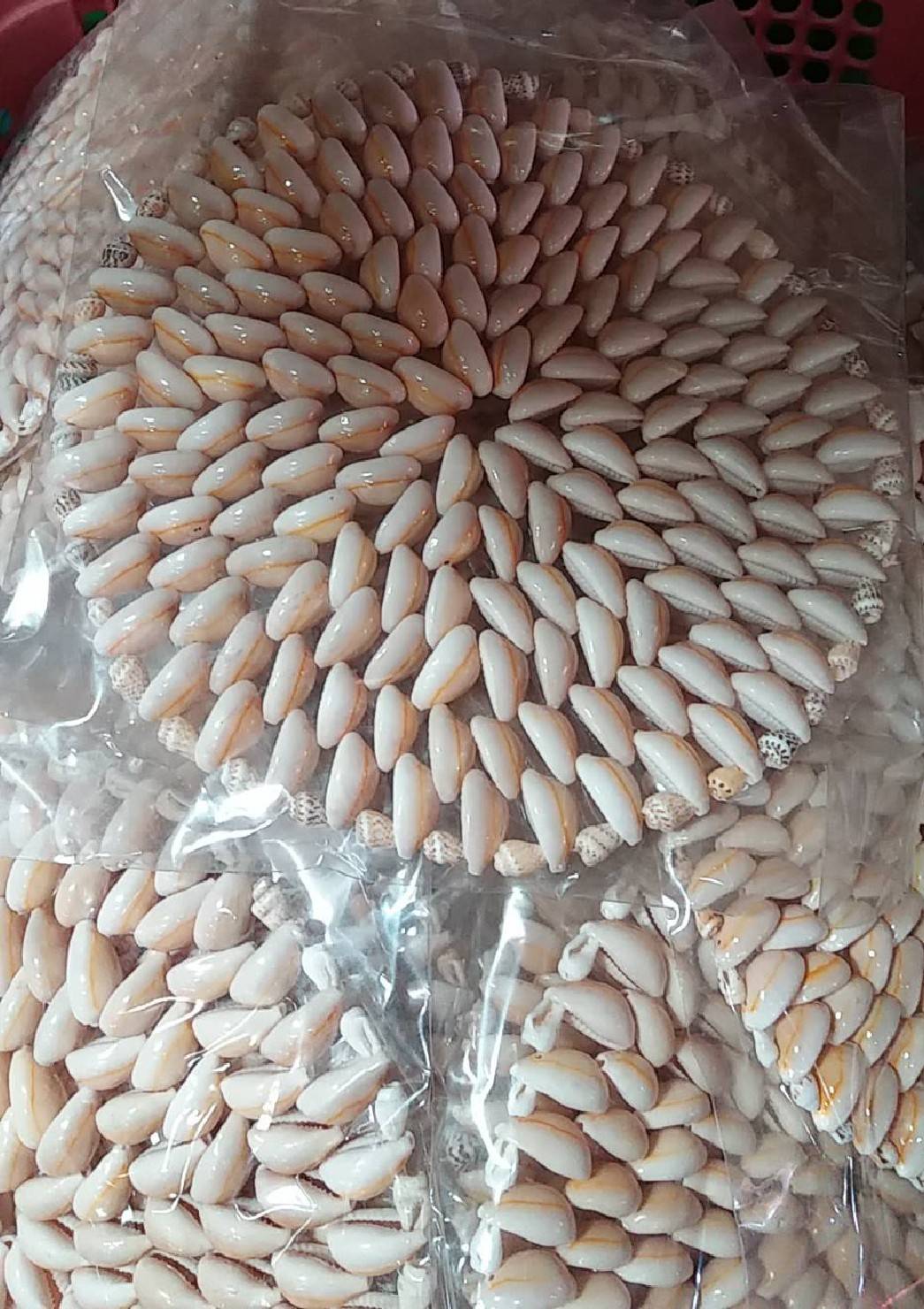 จานรองหม้อเปลือกหอยอันใหญ่ลายกลม