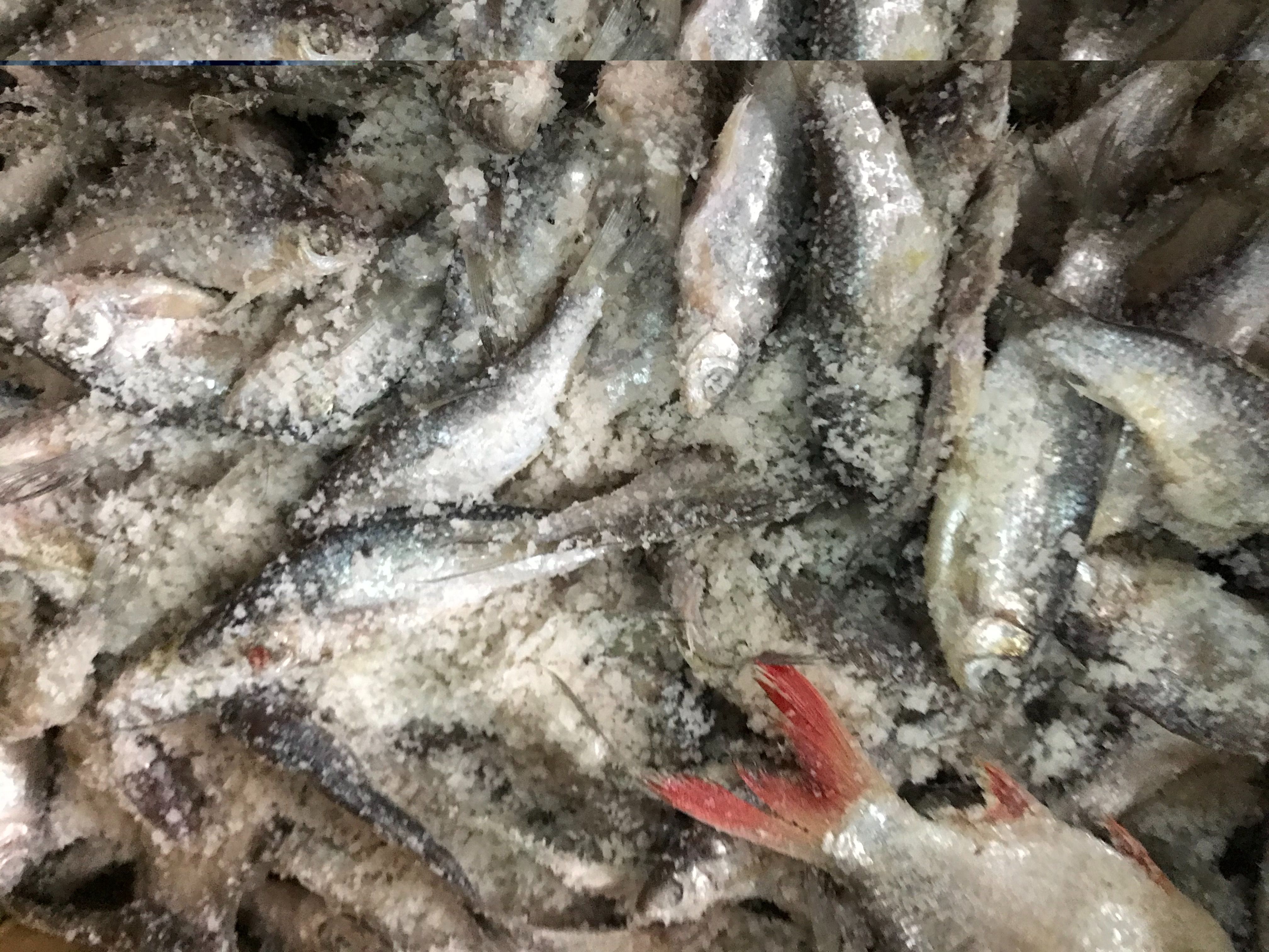 ปลาหมักเกลือ ปลาเน่า น้ำหนัก 500 กรัม ပႃႇၸႃႇ - ပႃႇၸႃႇၶမ်းၵႅတ်းသေ ปลาหมักสูตรไทยใหญ่ Fermented Fish - Burmese Style Pickled Fish ปลาเน่า ปลาเน่าเกเซ นำไปประกอบอาหารได้หลากหลายชนิด รับประกันความอร่อย