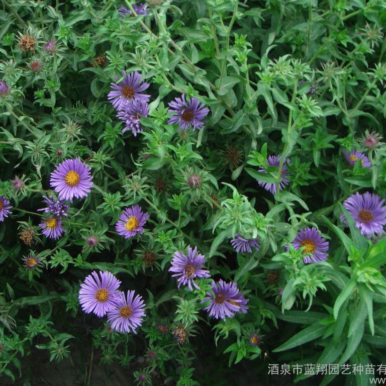 แอสเตอร์นิวอิงแลนด์- New England Aster